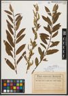 Foto von Salix triandra L.